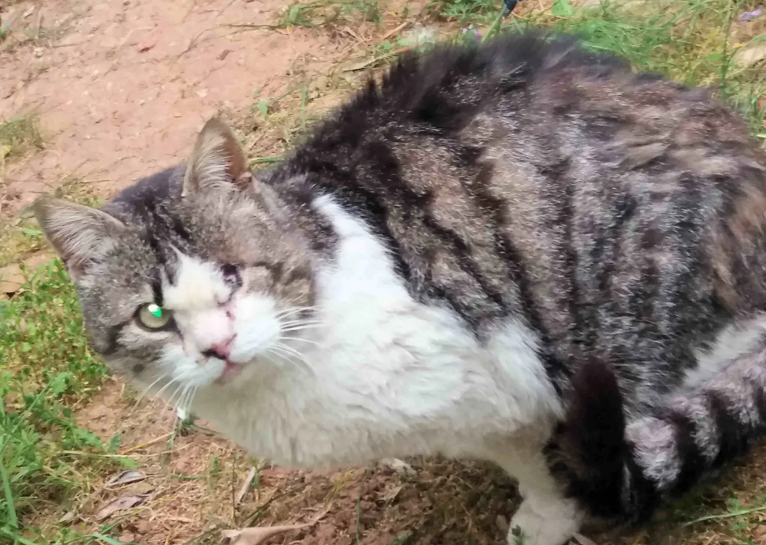 Tierschutz Franziskus - Katze