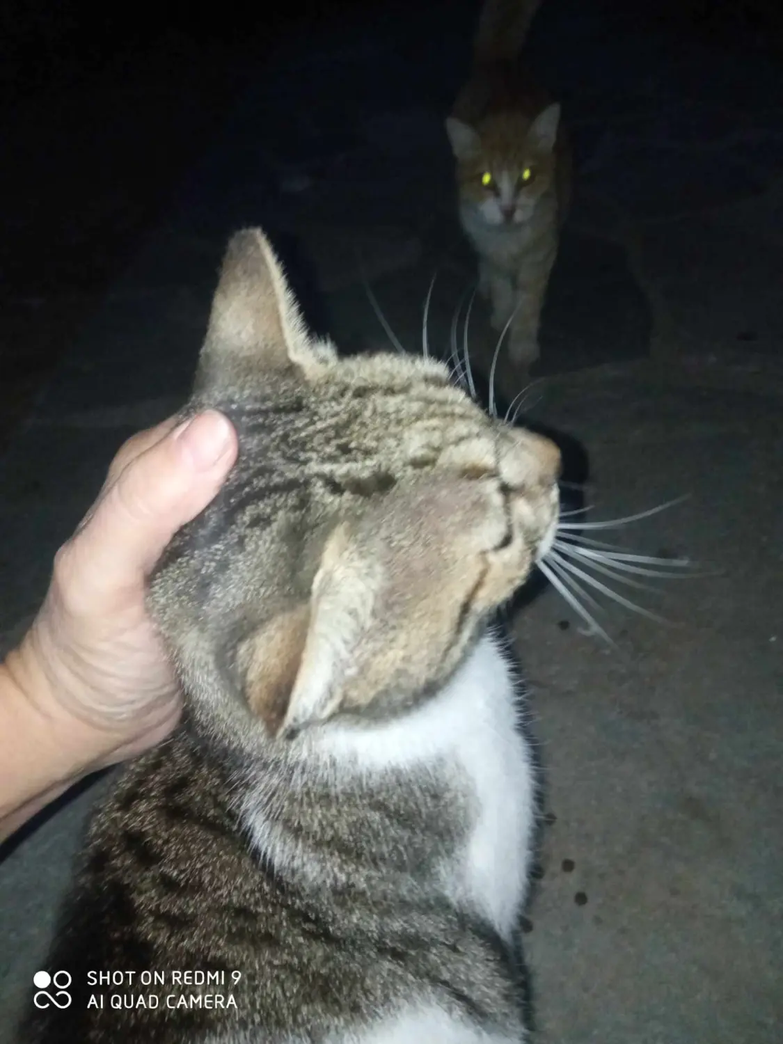 Tierschutz Franziskus - Katzen