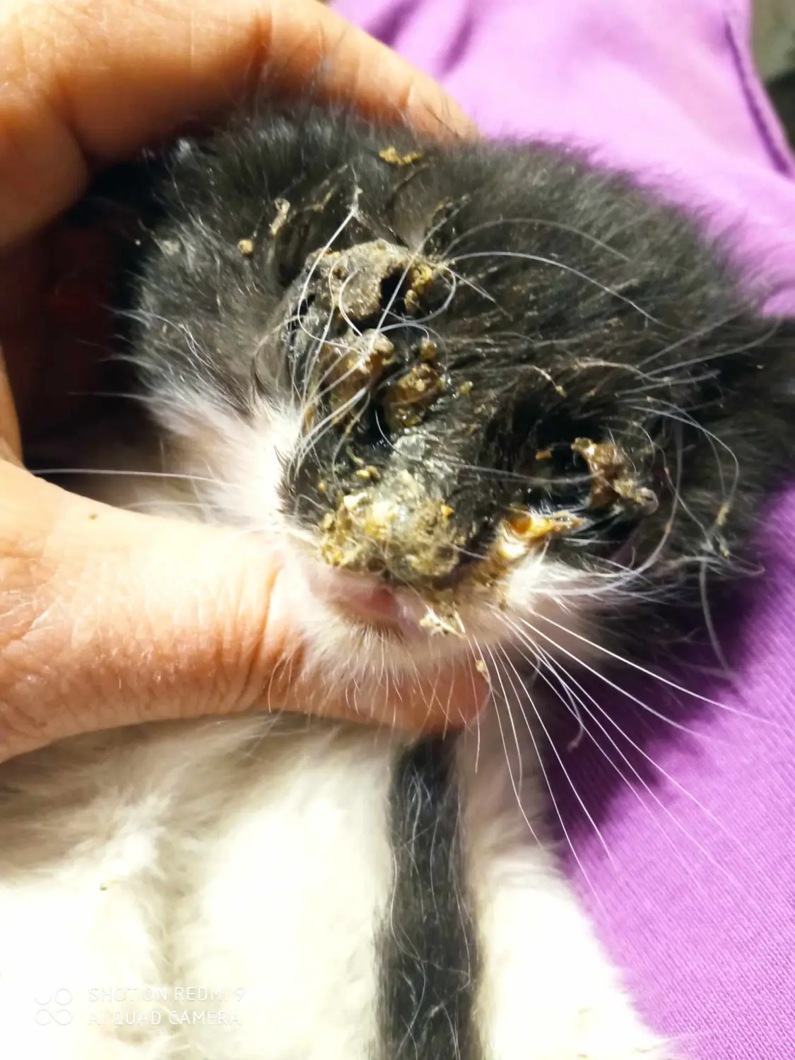 Tierschutz Franziskus - Katze