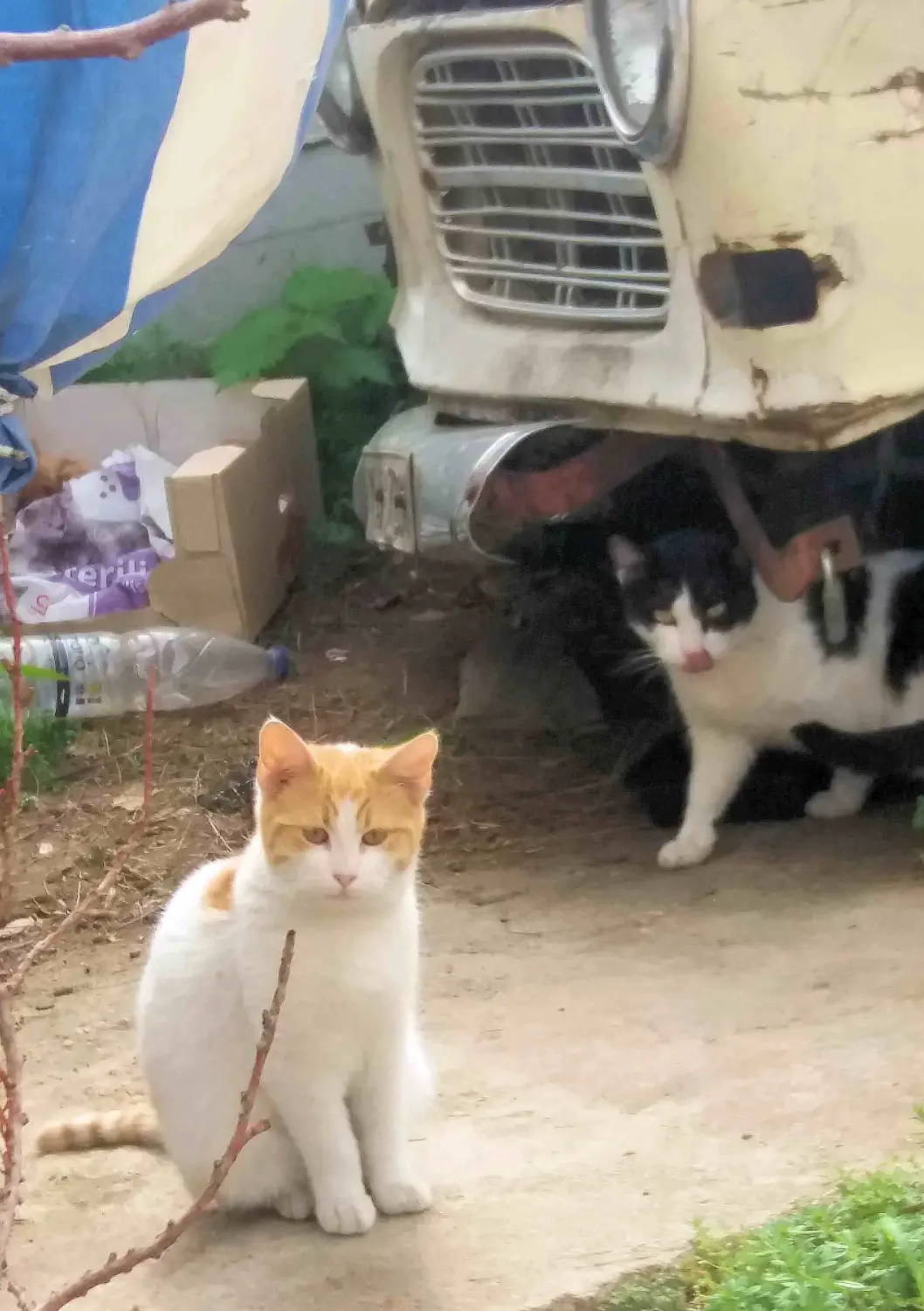 Tierschutz Franziskus - Katzen