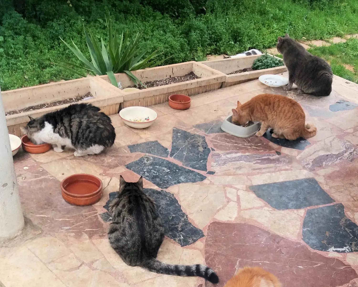 Tierschutz Franziskus - Katzen