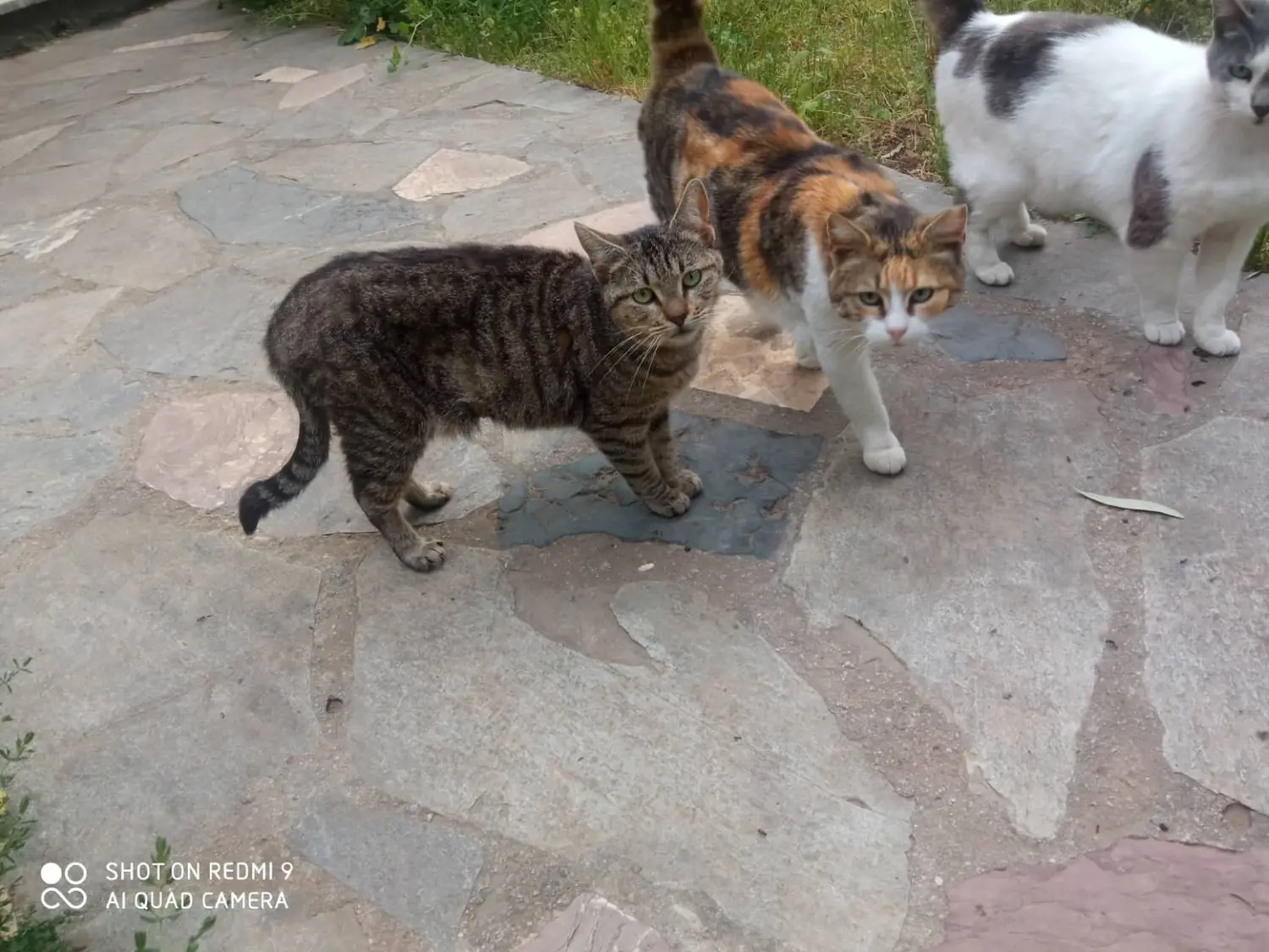 Tierschutz Franziskus - Katzen