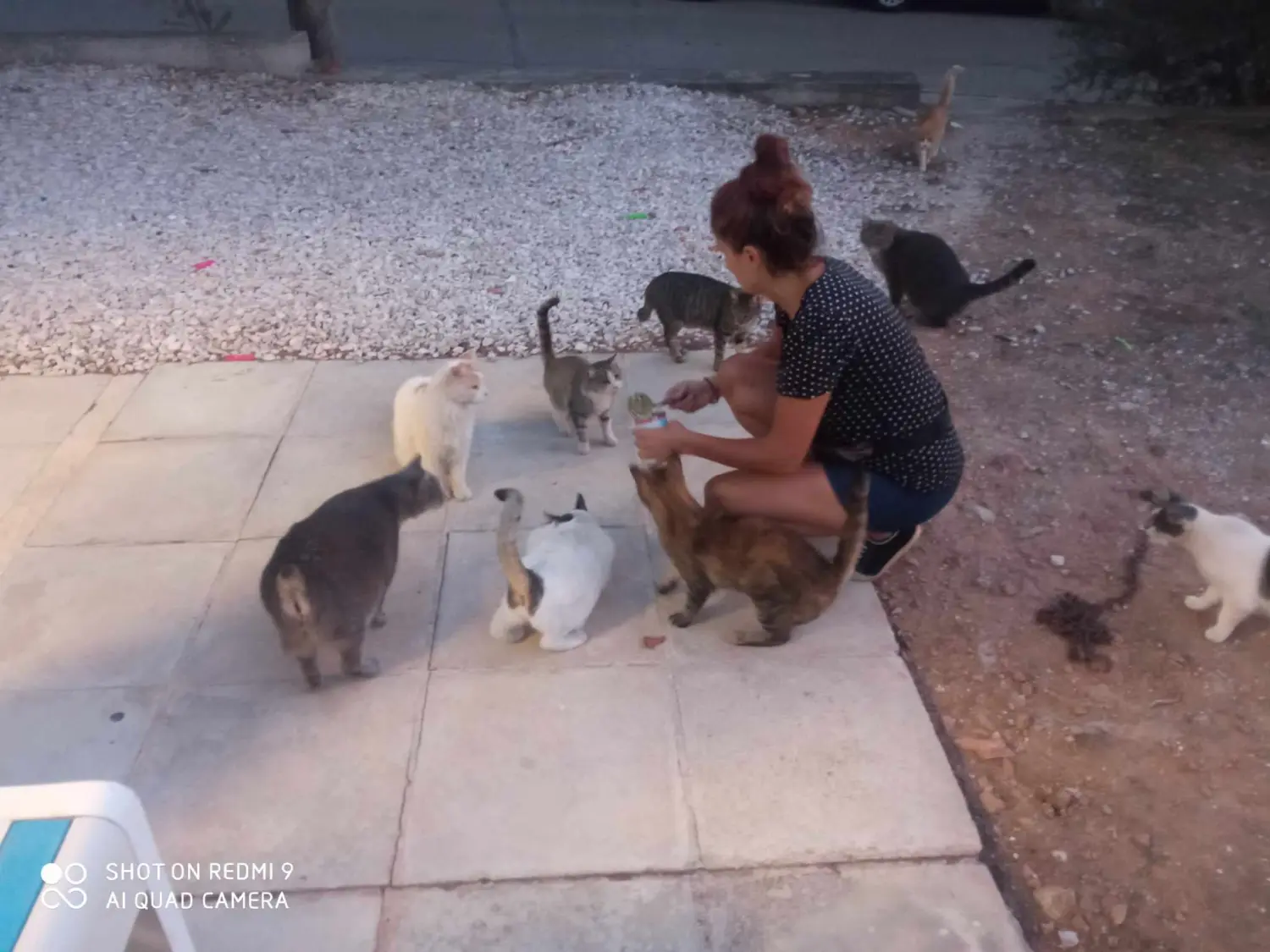 Tierschutz Franziskus - Katzen