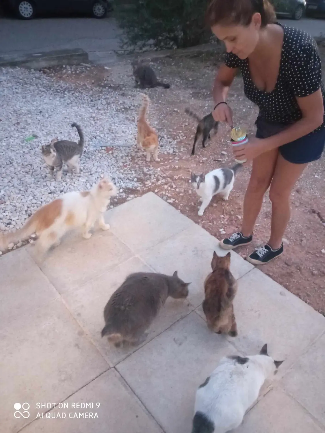 Tierschutz Franziskus - Katzen