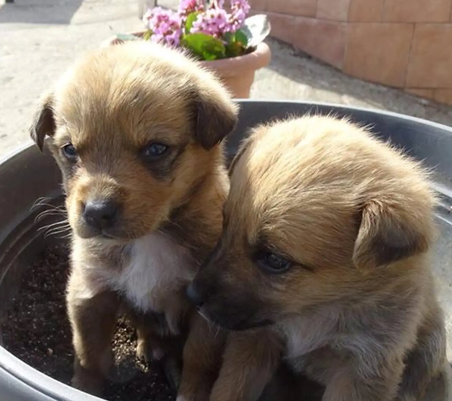 Tierschutz Franziskus - Welpen