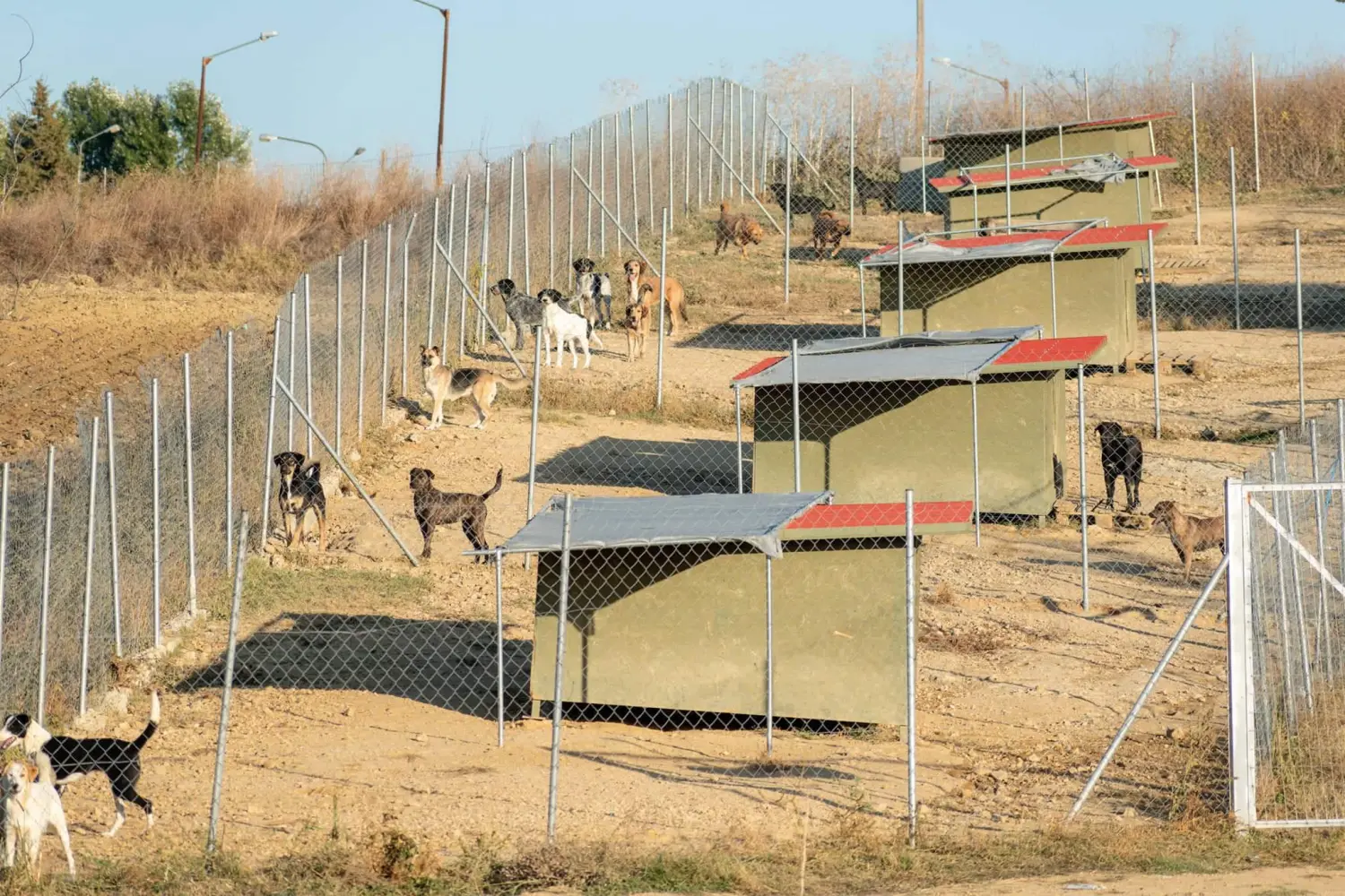 Tierschutz Franziskus - Hunde