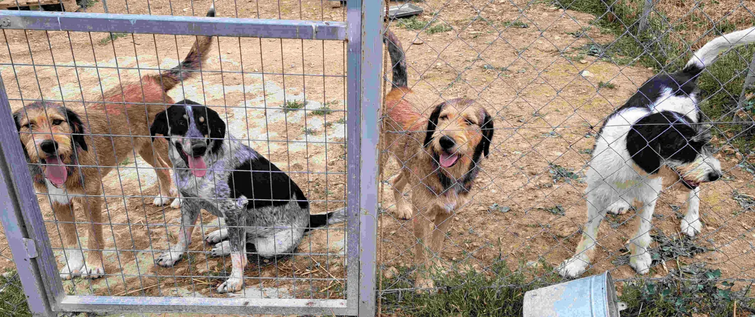 Tierschutz Franziskus - Hunde