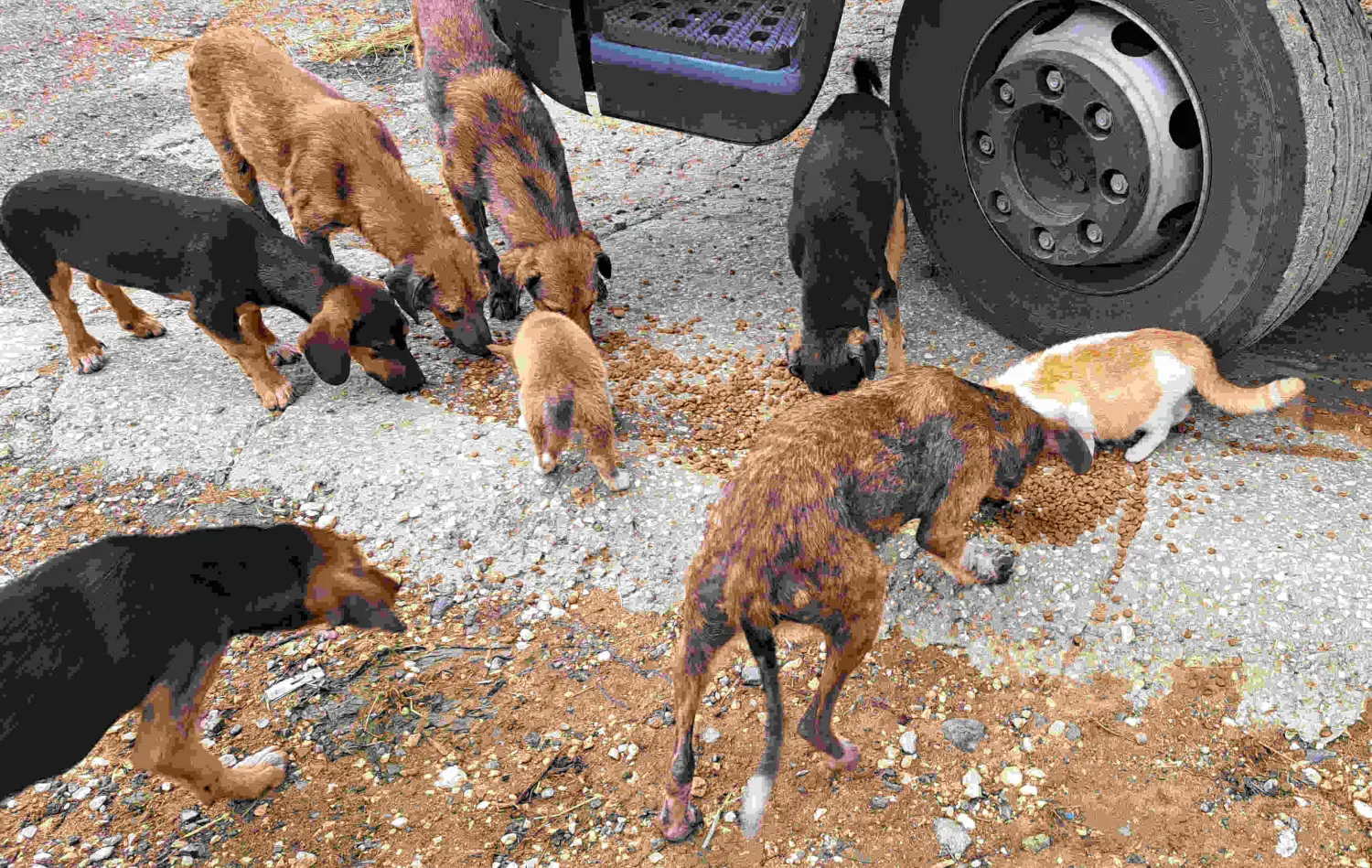 Tierschutz Franziskus - Hunde