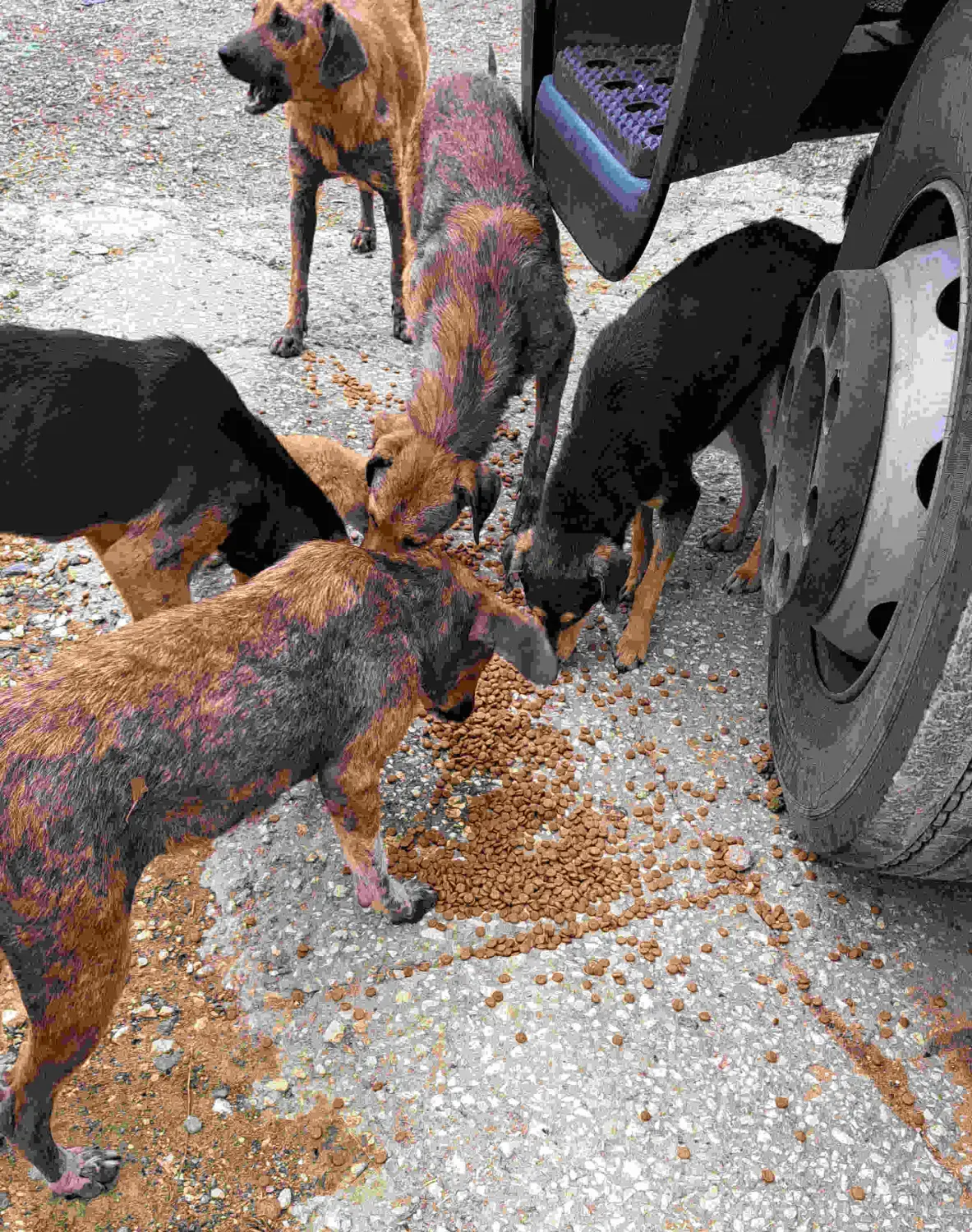 Tierschutz Franziskus - Hunde