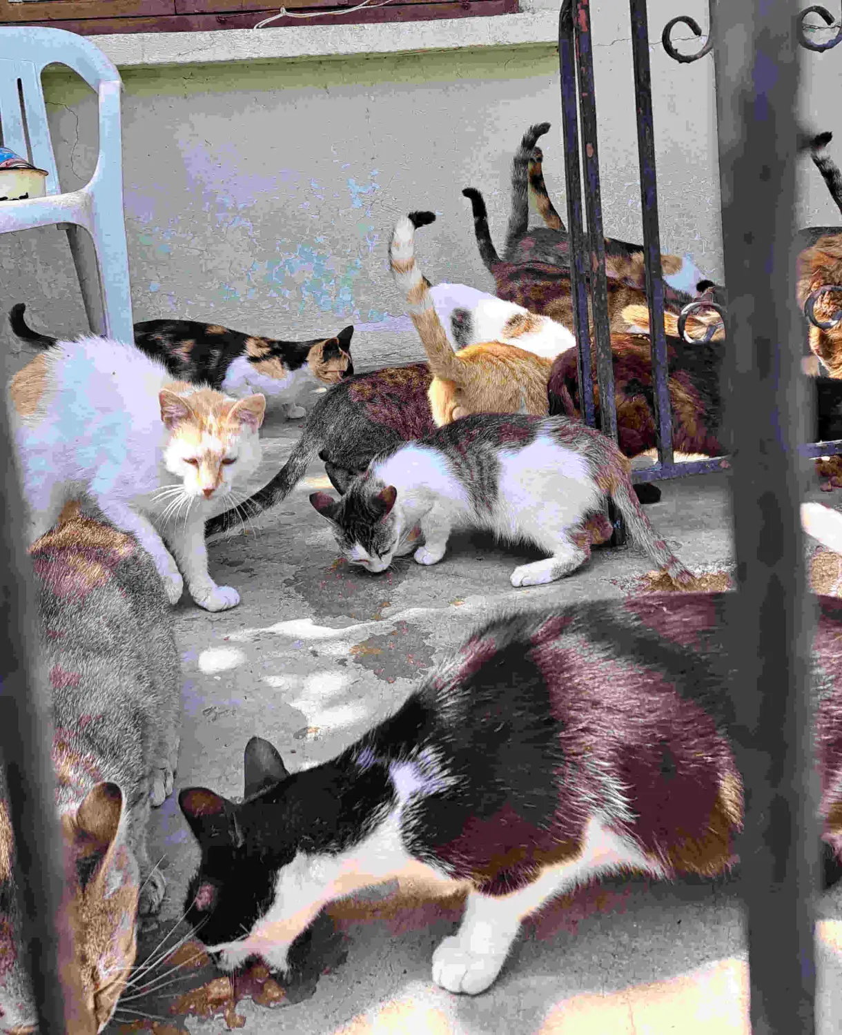 Tierschutz Franziskus - Katzen