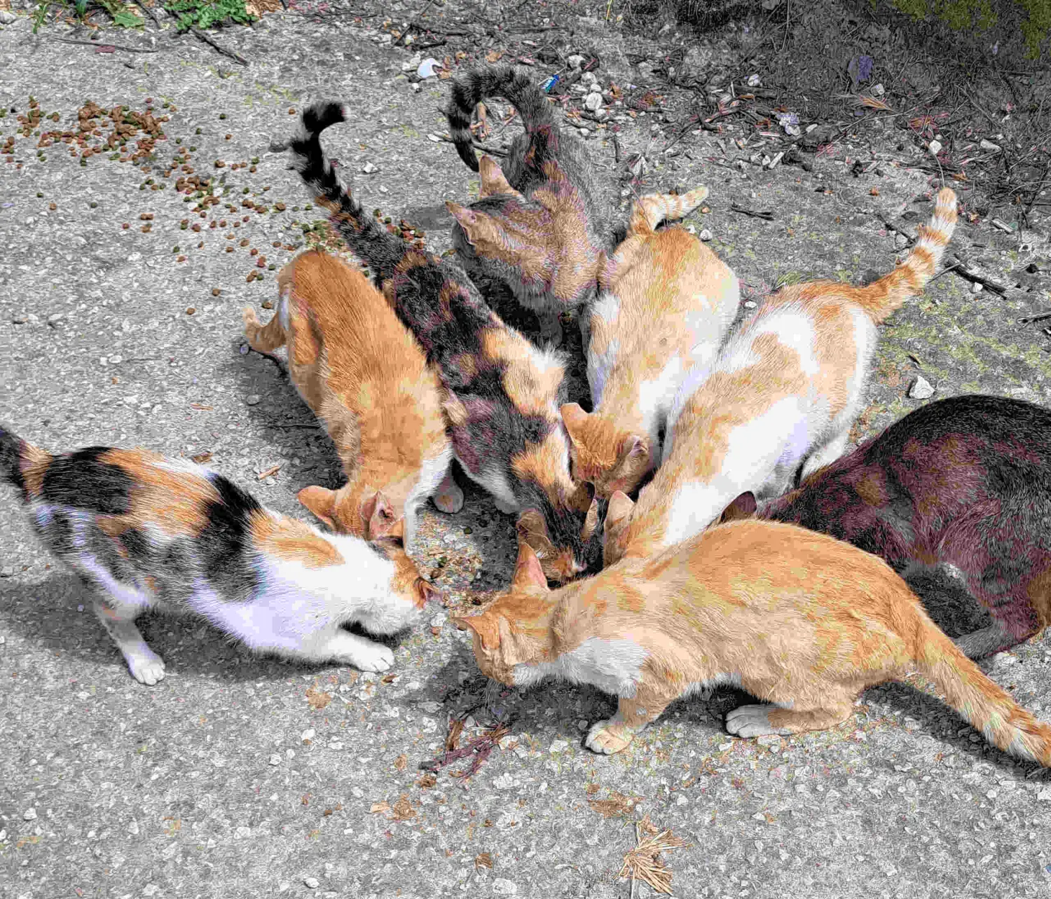 Tierschutz Franziskus - Katzen