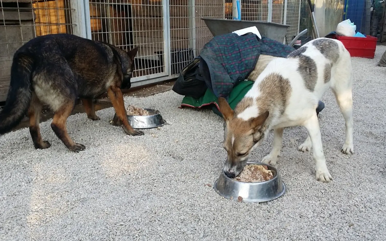 Tierschutz Franziskus - Hunde