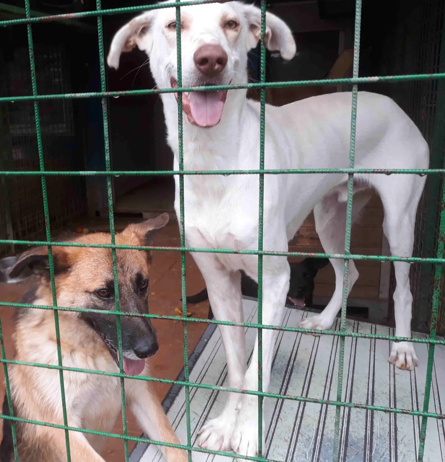 Tierschutz Franziskus - Tierstation Nitra Hunde
