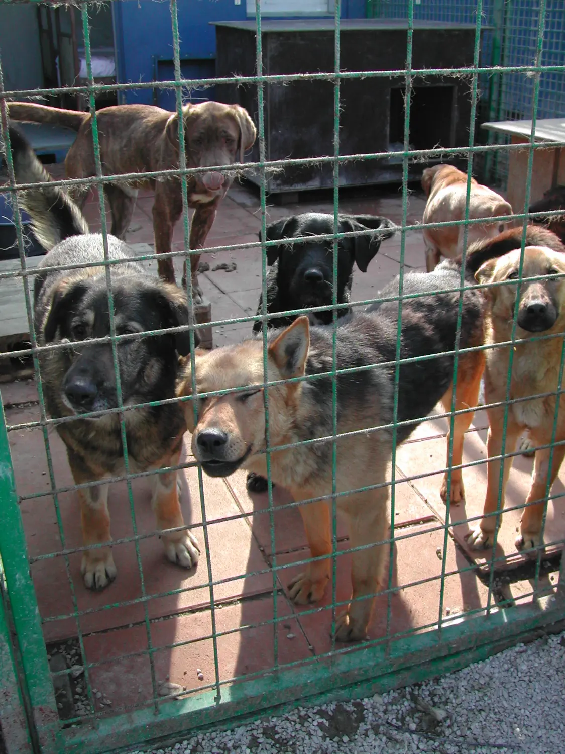 Tierschutz Franziskus - Tierstation Nitra Hunde