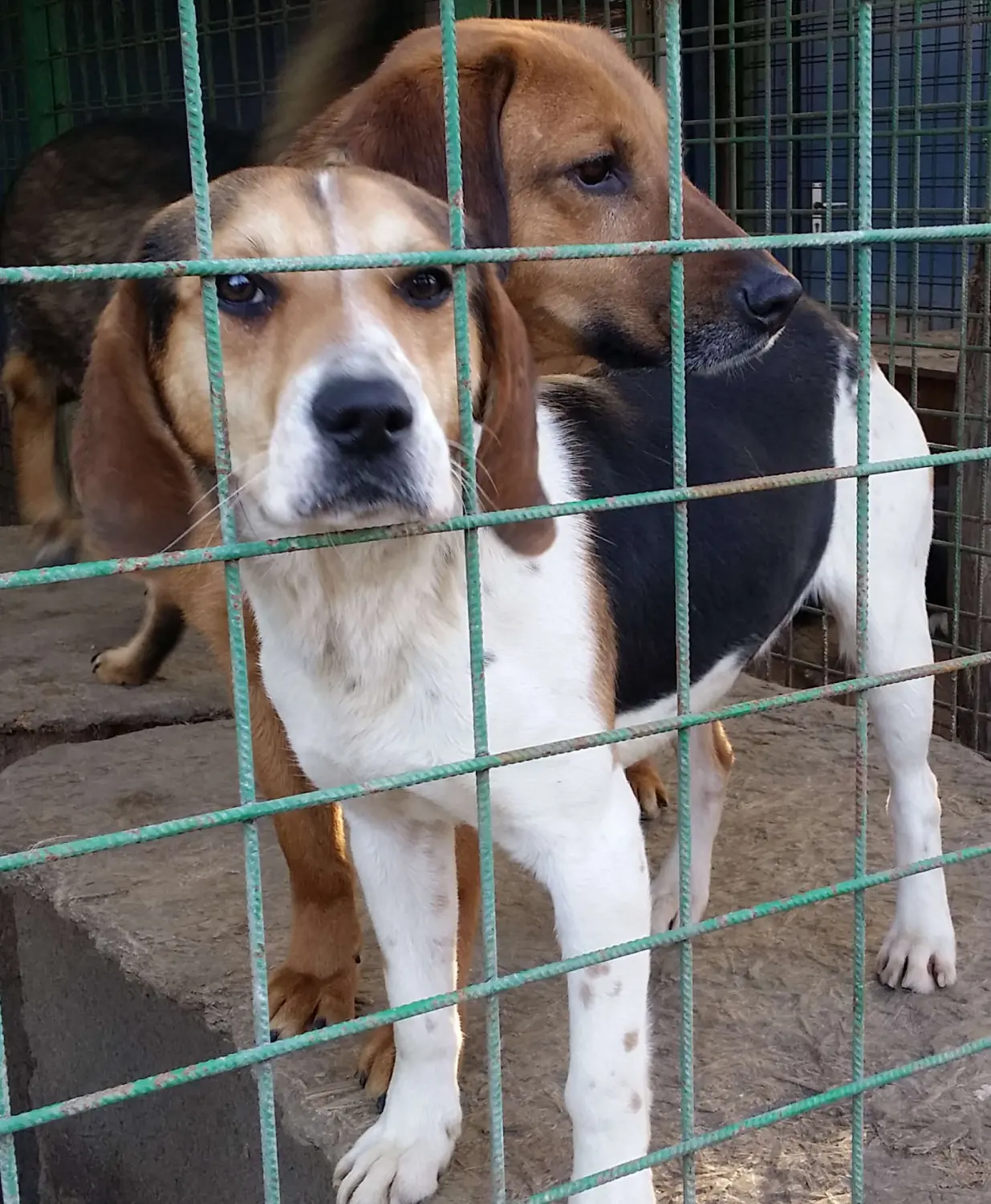 Tierschutz Franziskus - Nitra, Slowakei