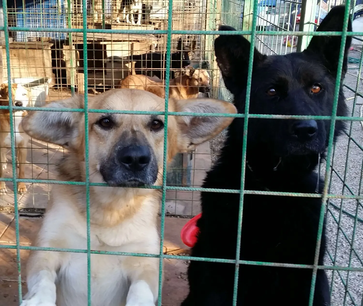 Tierschutz Franziskus - Hunde