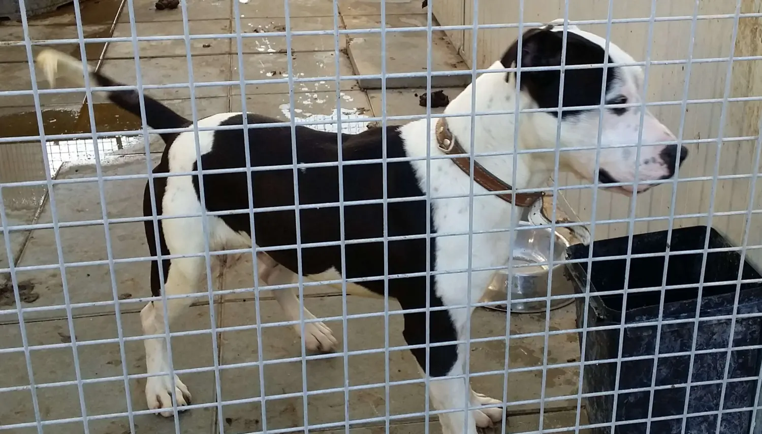 Tierschutz Franziskus - Tierstation Nitra Hund