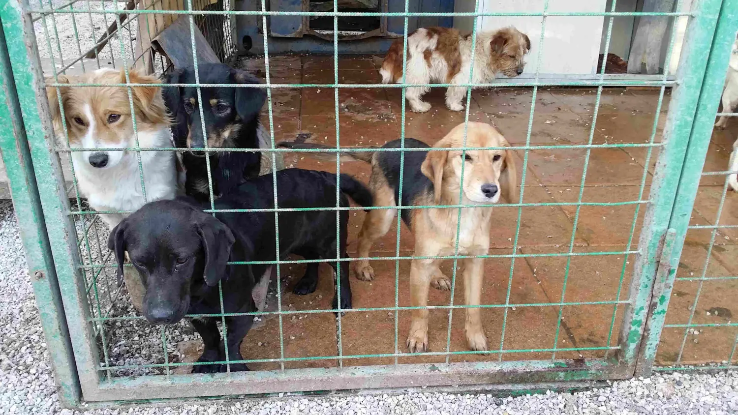 Tierschutz Franziskus - Hunde