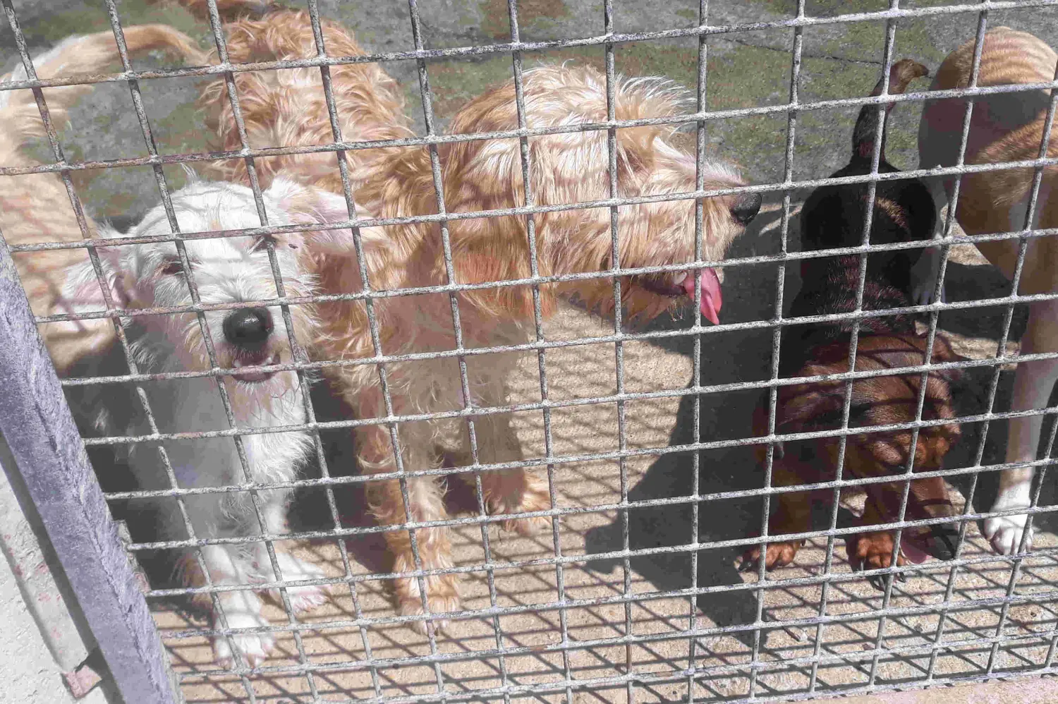 Tierschutz Franziskus - Tierstation Szentes Hunde