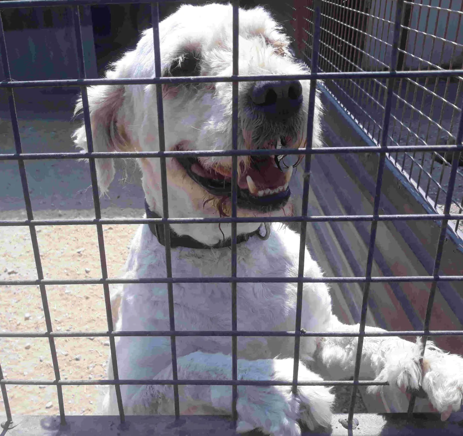 Tierschutz Franziskus - Tierstation Szentes Hund