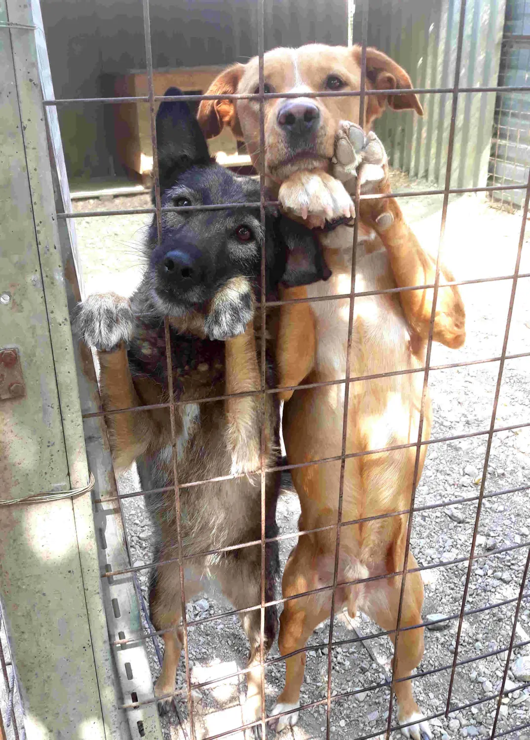 Tierschutz Franziskus - Tierstation Szentes Hunde