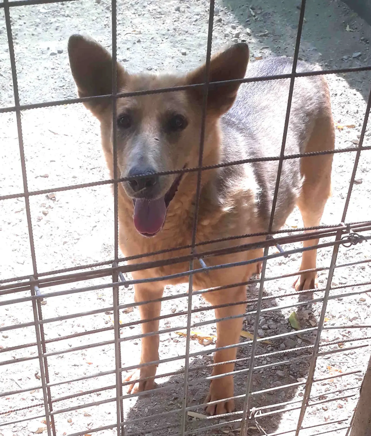 Tierschutz Franziskus - Tierstation Szentes Hund