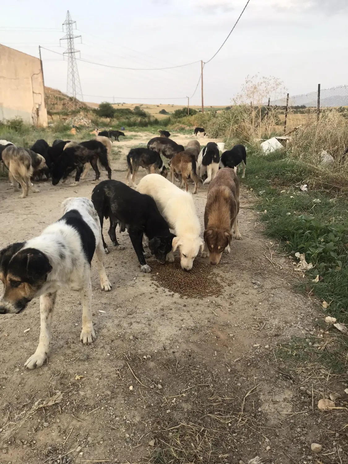 Tierschutz Franziskus - Tierstation Xanthi Hunde