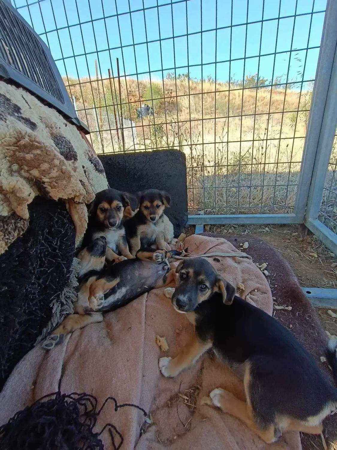 Tierschutz Franziskus - Tierheim Xanthi Welpen