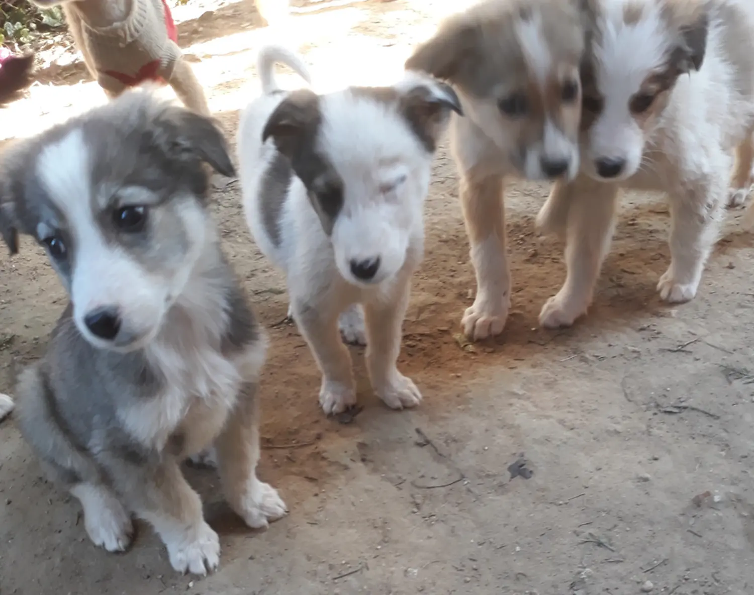 Tierschutz Franziskus - Tierheim Xanthi Welpen