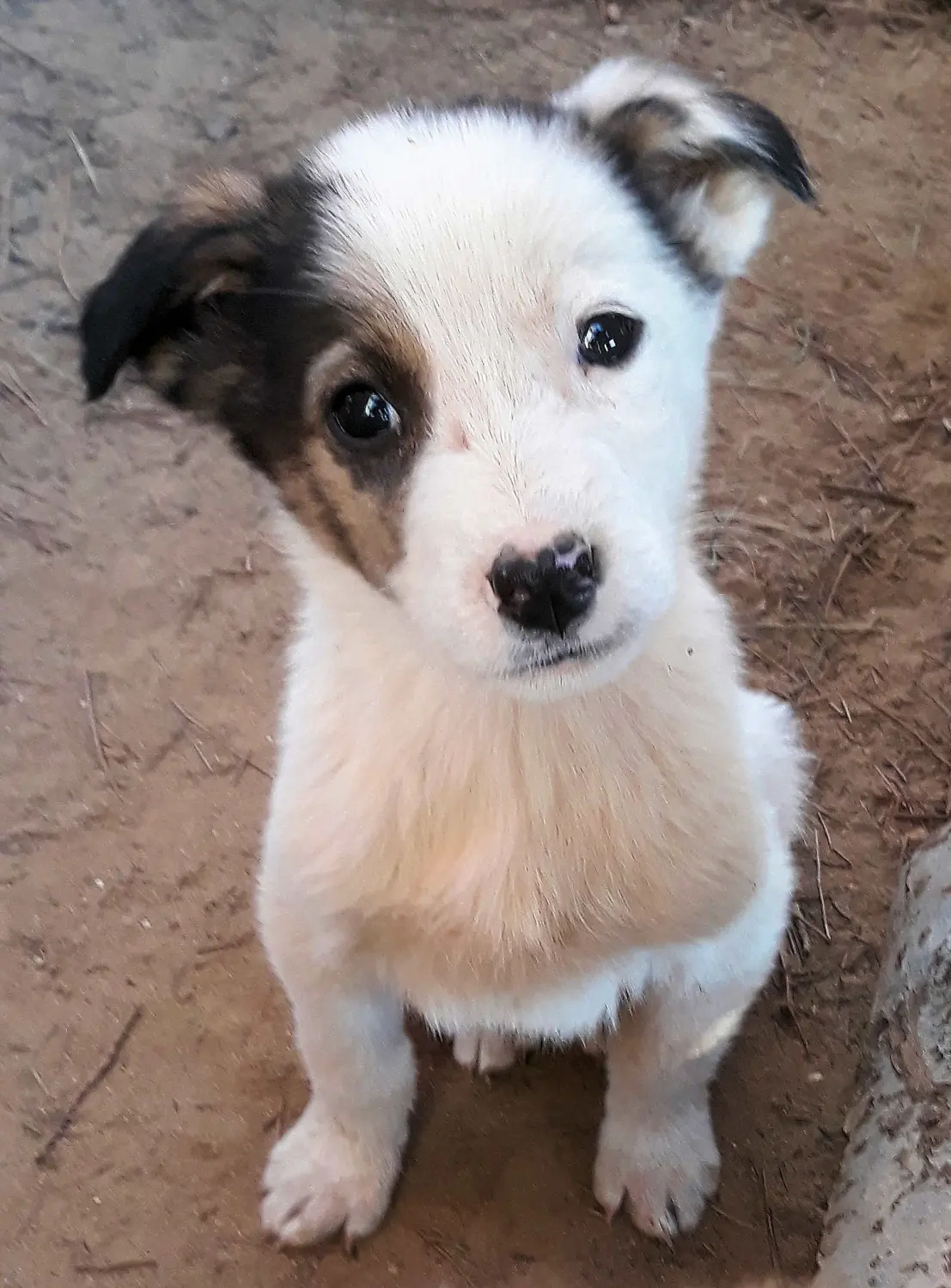 Tierschutz Franziskus - Tierheim Xanthi Welpen