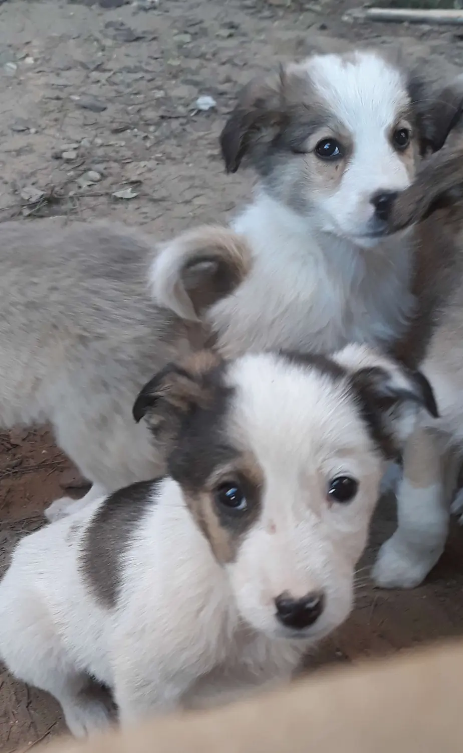 Tierschutz Franziskus - Tierheim Xanthi Welpen