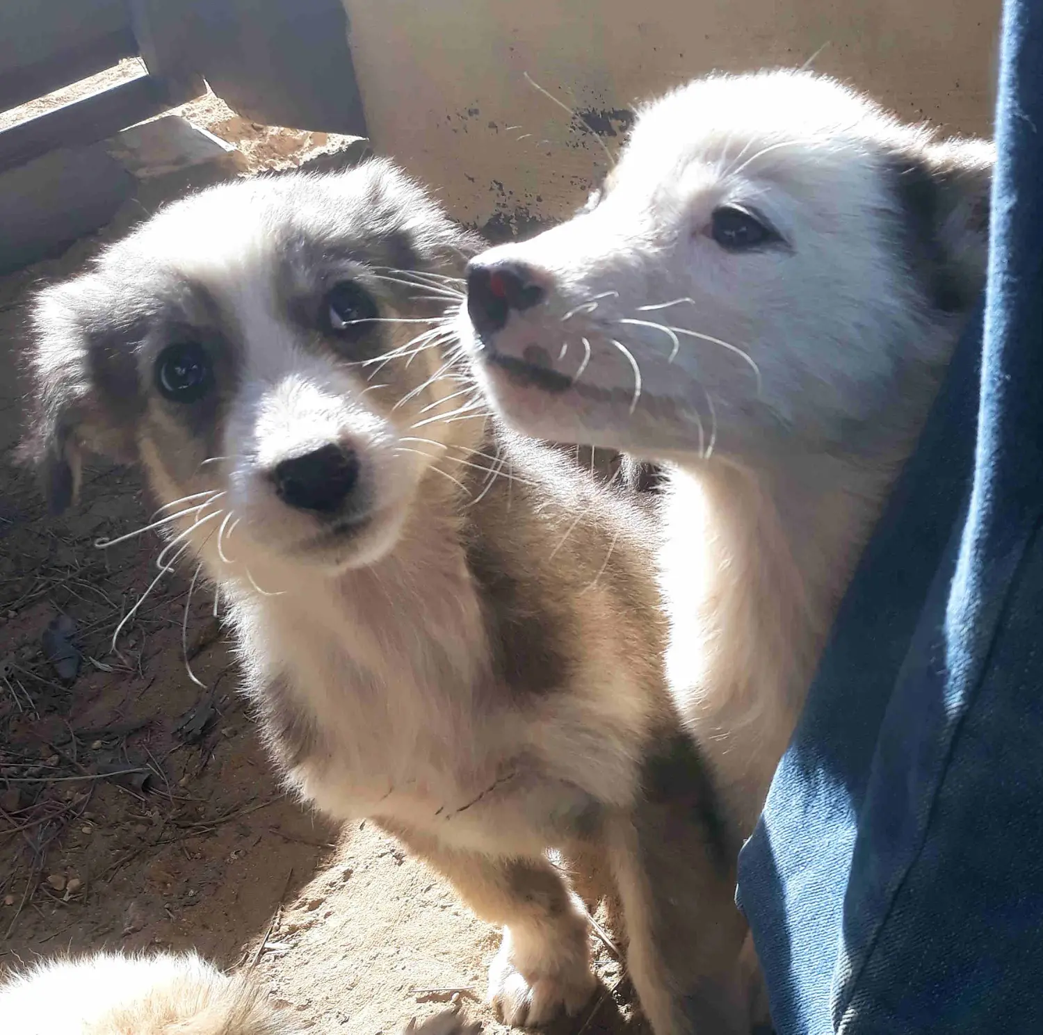 Tierschutz Franziskus - Tierstation Xanthi Hunde