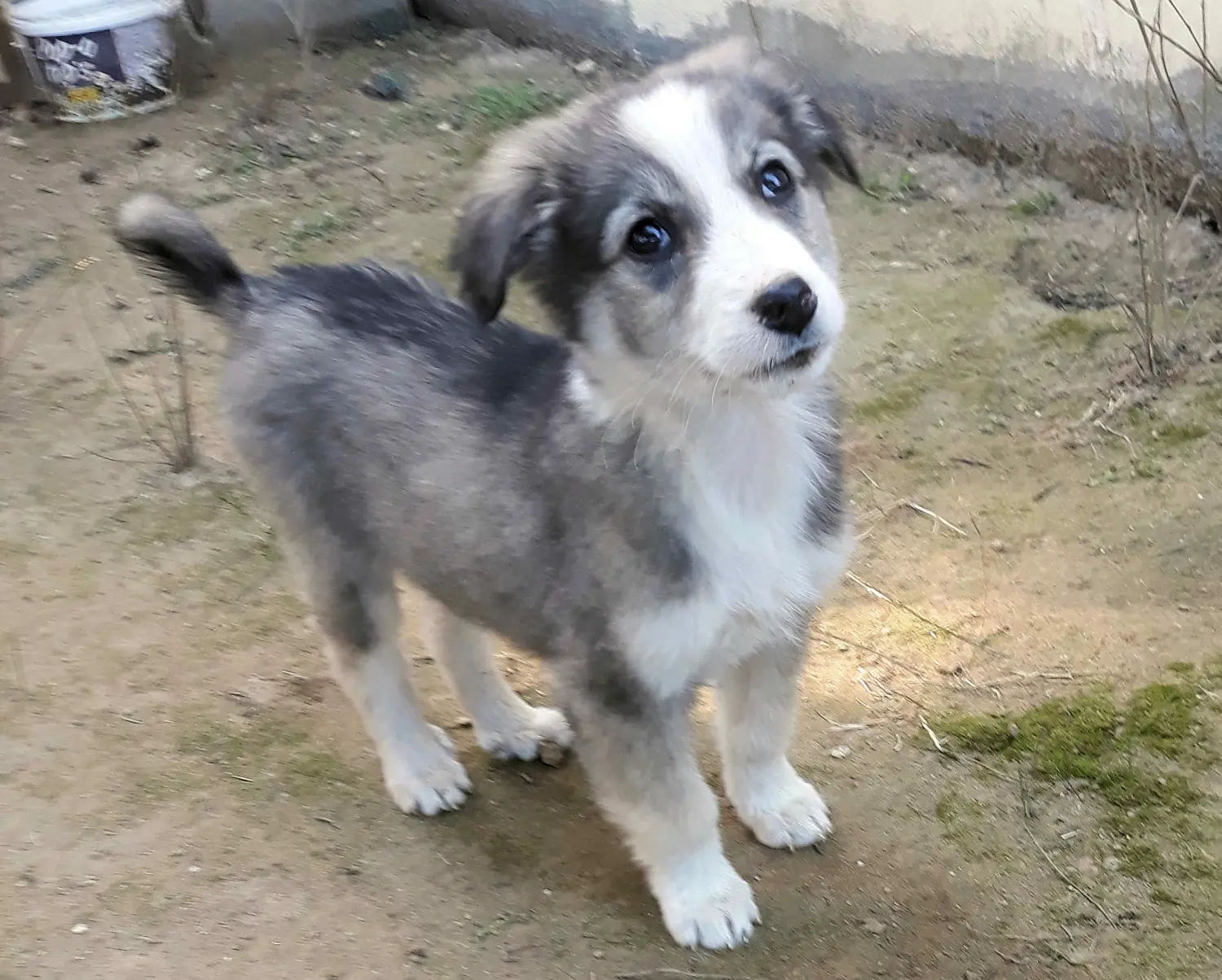 Tierschutz Franziskus - Tierheim Xanthi Welpen