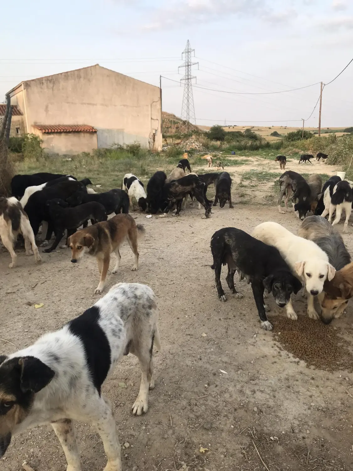 Tierschutz Franziskus - Tierstation Xanthi Hunde