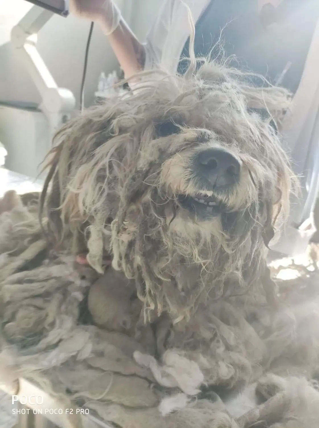 Tierschutz Franziskus - Tierstation Xanthi Hund