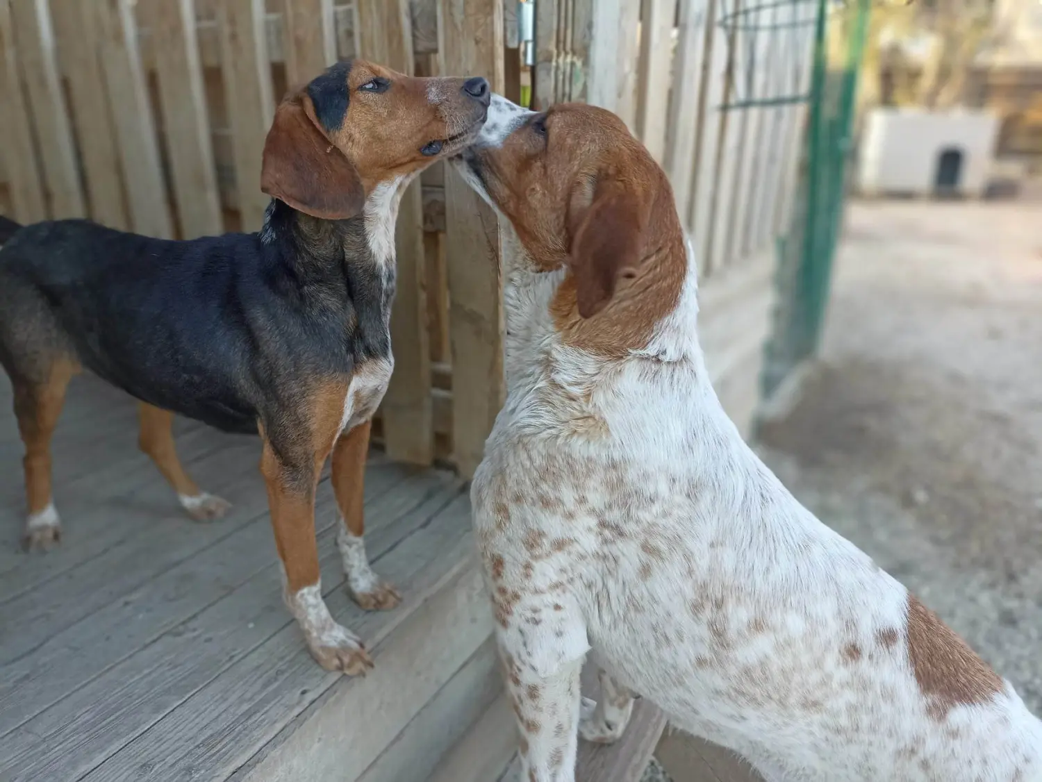 Tierschutz Franziskus - Tierstation Xanthi Hunde