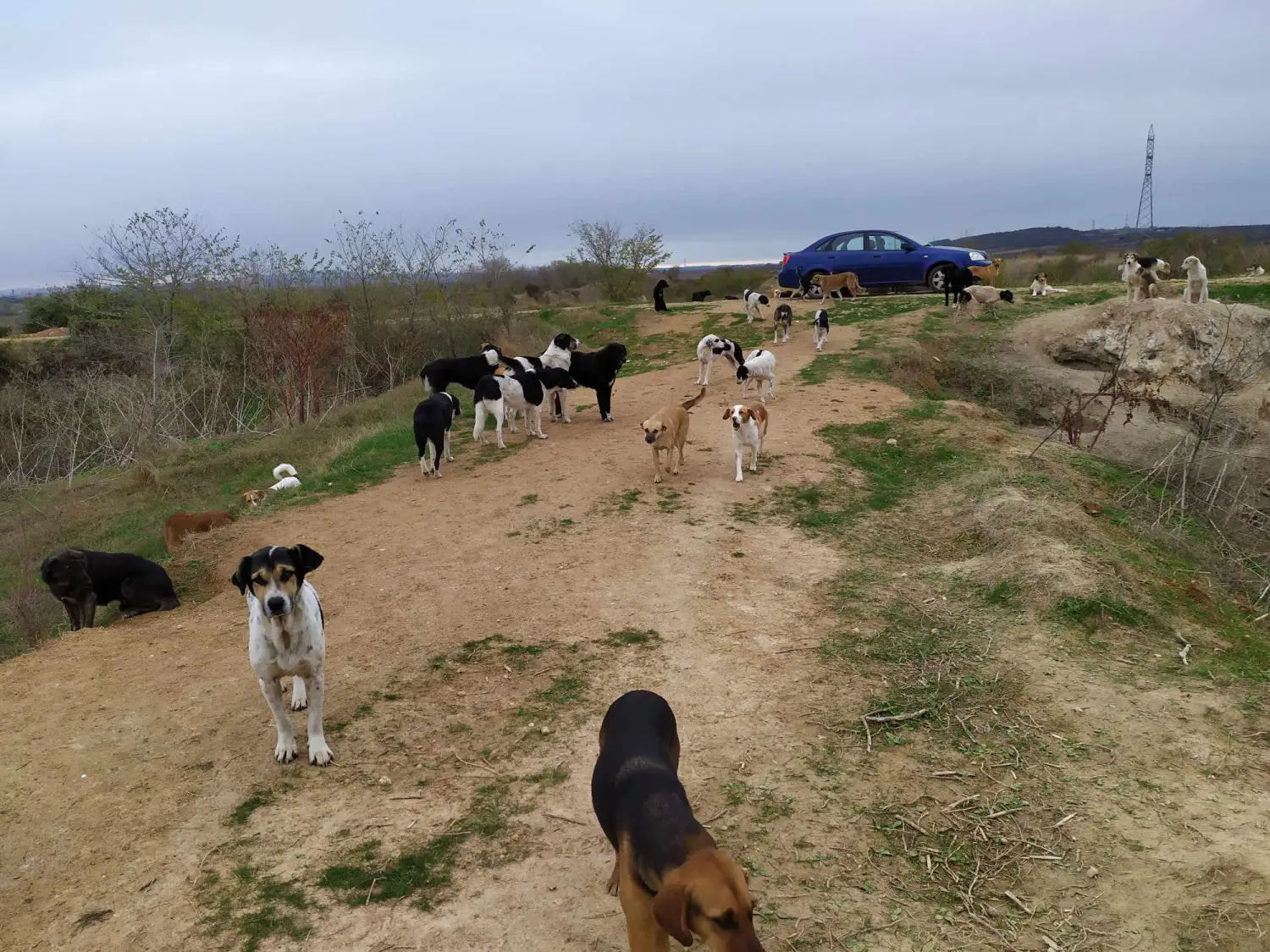 Tierschutz Franziskus - Tierstation Xanthi Hunde
