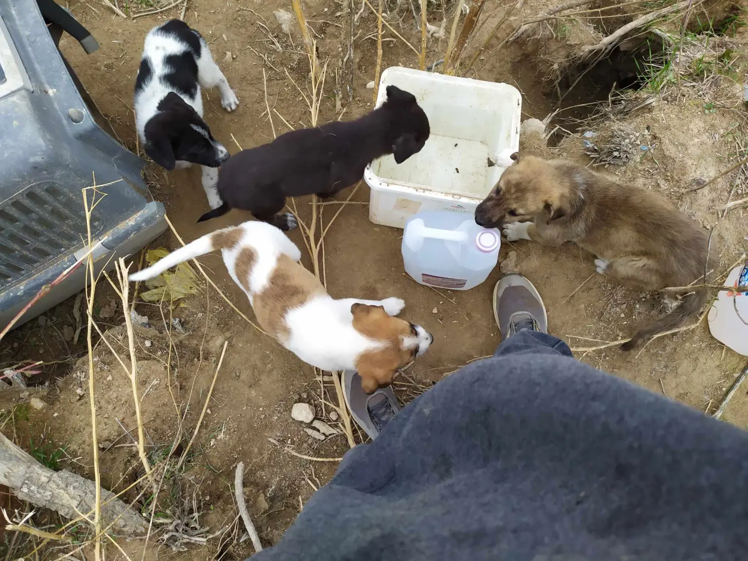 Tierschutz Franziskus - Tierheim Xanthi Welpen